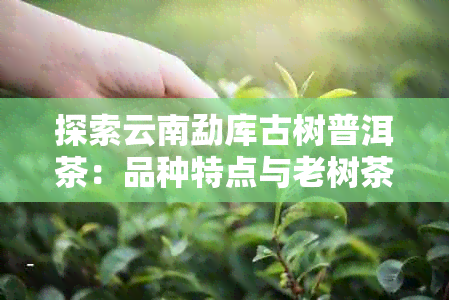 探索云南勐库古树普洱茶：品种特点与老树茶魅力