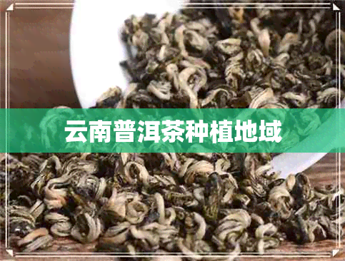 云南普洱茶种植地域