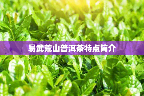 易武荒山普洱茶特点简介