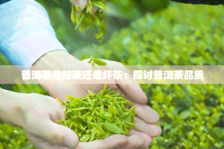 普洱茶是好茶还是坏茶：探讨普洱茶品质