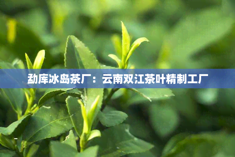 勐库冰岛茶厂：云南双江茶叶精制工厂