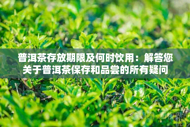 普洱茶存放期限及何时饮用：解答您关于普洱茶保存和品尝的所有疑问