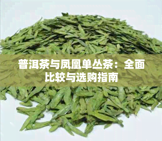 普洱茶与凤凰单丛茶：全面比较与选购指南