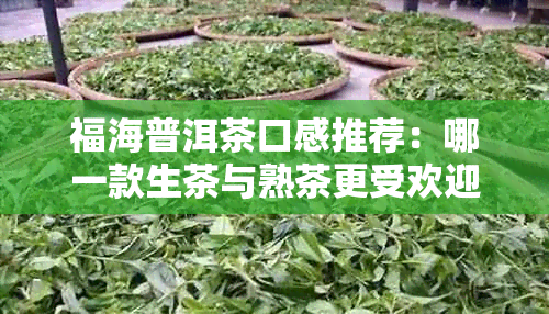 福海普洱茶口感推荐：哪一款生茶与熟茶更受欢迎？