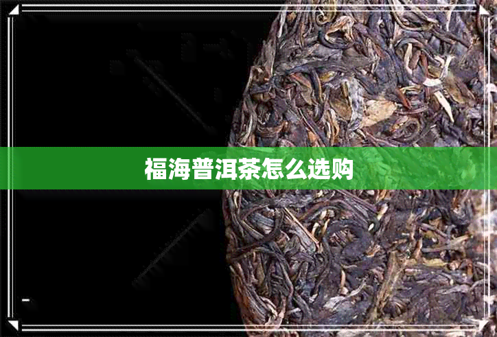 福海普洱茶怎么选购