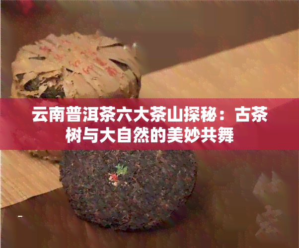 云南普洱茶六大茶山探秘：古茶树与大自然的美妙共舞