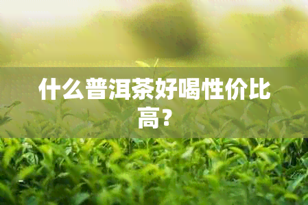 什么普洱茶好喝性价比高？