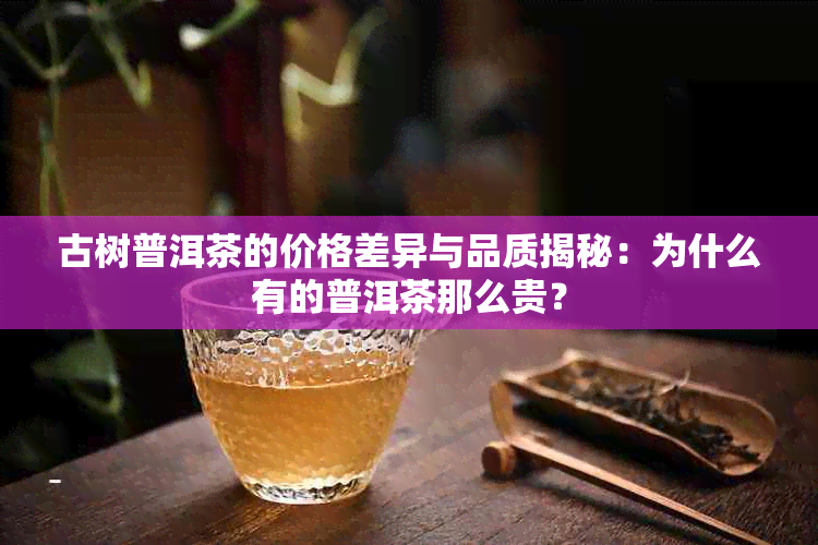 古树普洱茶的价格差异与品质揭秘：为什么有的普洱茶那么贵？