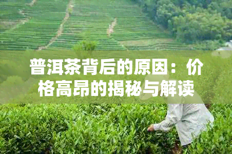 普洱茶背后的原因：价格高昂的揭秘与解读