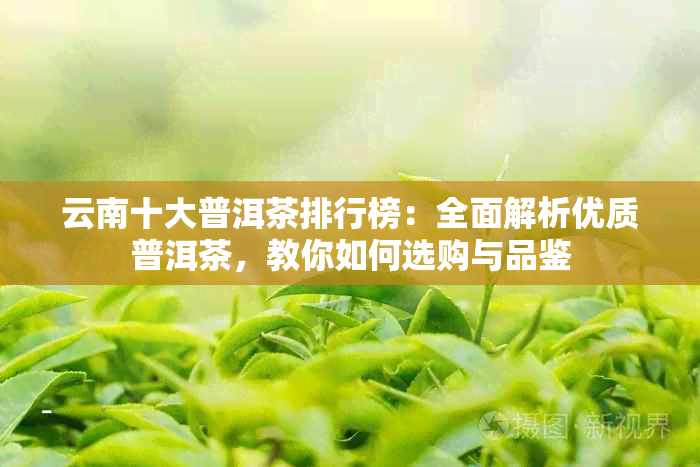 云南十大普洱茶排行榜：全面解析优质普洱茶，教你如何选购与品鉴