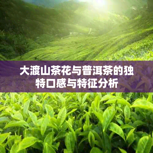 大渡山茶花与普洱茶的独特口感与特征分析