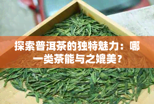 探索普洱茶的独特魅力：哪一类茶能与之媲美？