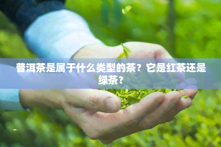 普洱茶是属于什么类型的茶？它是红茶还是绿茶？