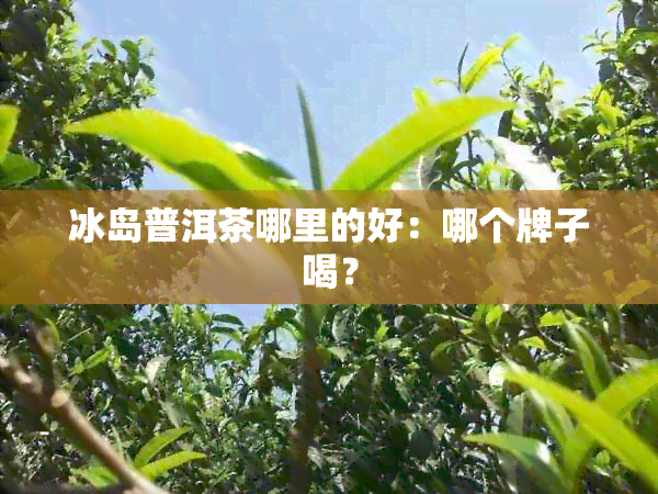 冰岛普洱茶哪里的好：哪个牌子喝？