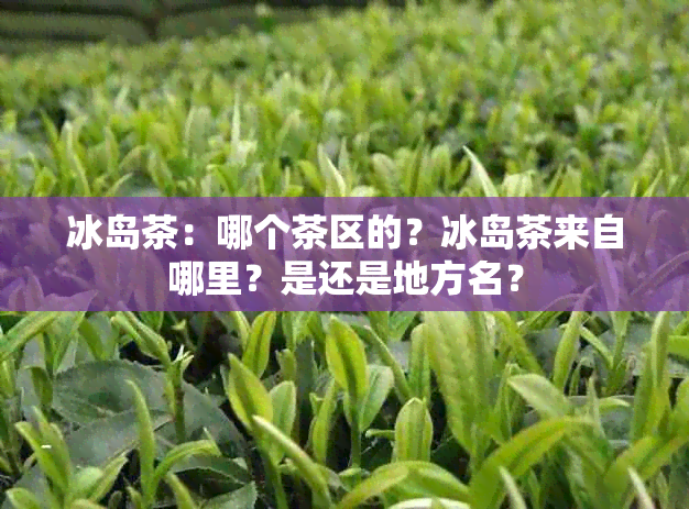 冰岛茶：哪个茶区的？冰岛茶来自哪里？是还是地方名？