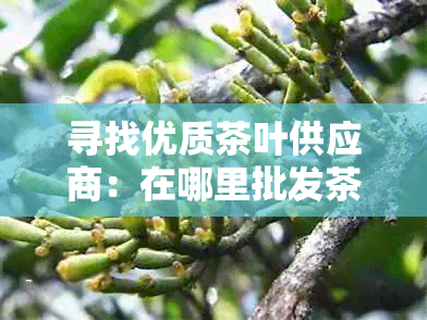 寻找优质茶叶供应商：在哪里批发茶叶以获取采购价格？