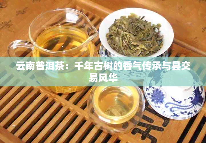 云南普洱茶：千年古树的香气传承与县交易风华