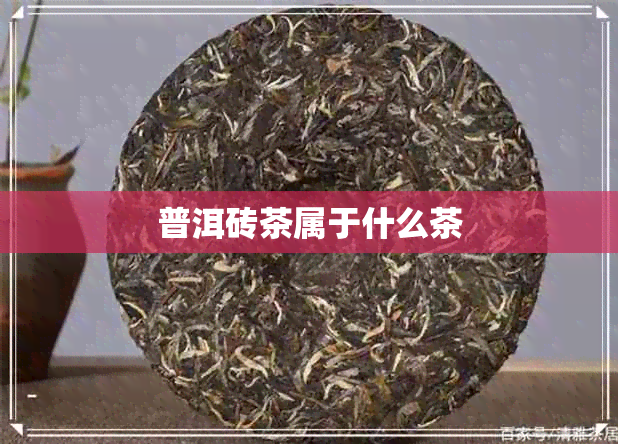 普洱砖茶属于什么茶