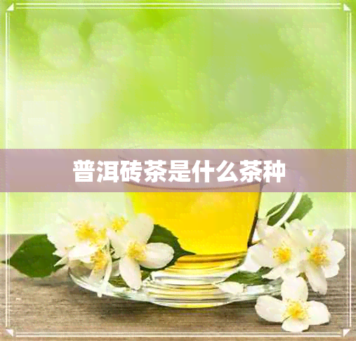 普洱砖茶是什么茶种