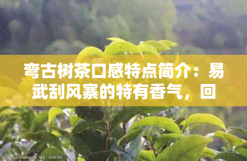 弯古树茶口感特点简介：易武刮风寨的特有香气，回生津。