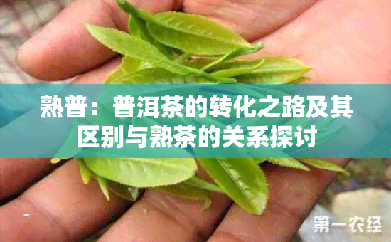 熟普：普洱茶的转化之路及其区别与熟茶的关系探讨