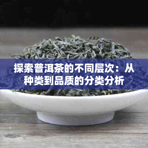 探索普洱茶的不同层次：从种类到品质的分类分析