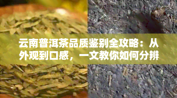 云南普洱茶品质鉴别全攻略：从外观到口感，一文教你如何分辨好坏与优劣