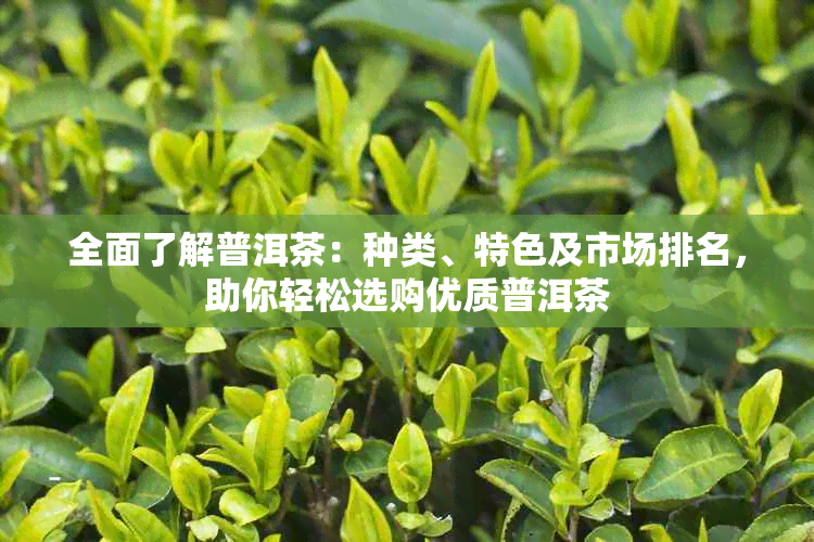 全面了解普洱茶：种类、特色及市场排名，助你轻松选购优质普洱茶