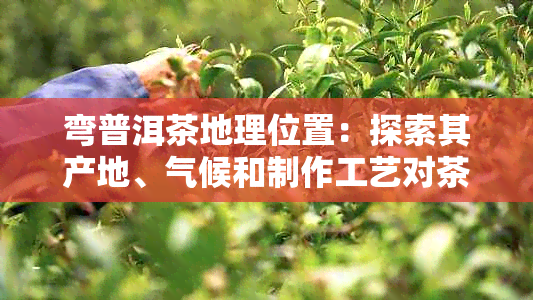 弯普洱茶地理位置：探索其产地、气候和制作工艺对茶品的影响