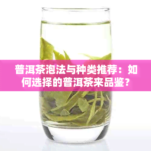 普洱茶泡法与种类推荐：如何选择的普洱茶来品鉴？