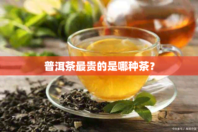 普洱茶最贵的是哪种茶？