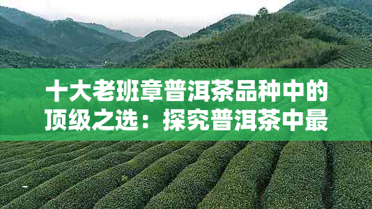 十大老班章普洱茶品种中的顶级之选：探究普洱茶中最贵的茶叶种类