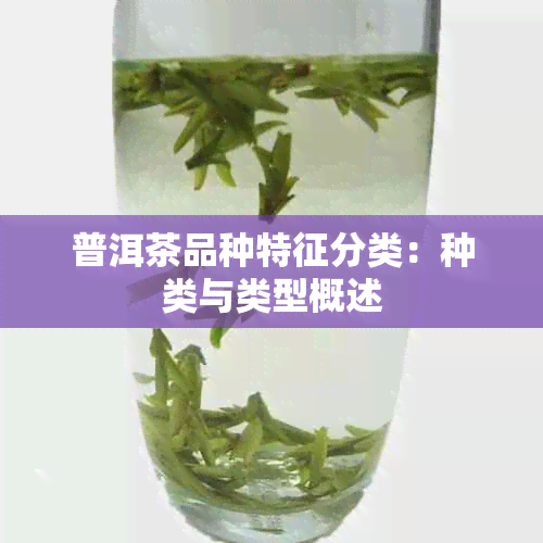 普洱茶品种特征分类：种类与类型概述