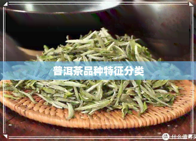 普洱茶品种特征分类