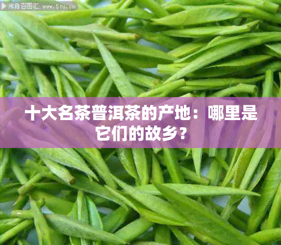 十大名茶普洱茶的产地：哪里是它们的故乡？