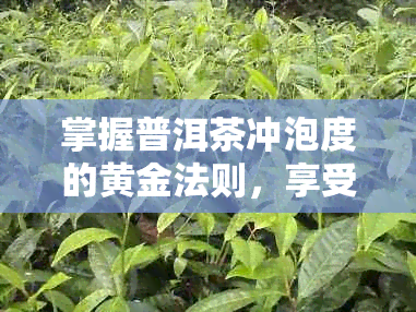 掌握普洱茶冲泡度的黄金法则，享受口感和体验