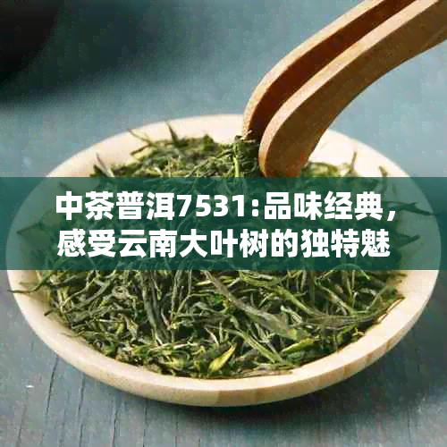 中茶普洱7531:品味经典，感受云南大叶树的独特魅力