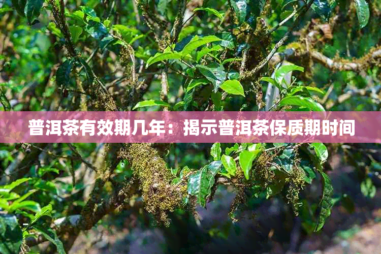 普洱茶有效期几年：揭示普洱茶保质期时间