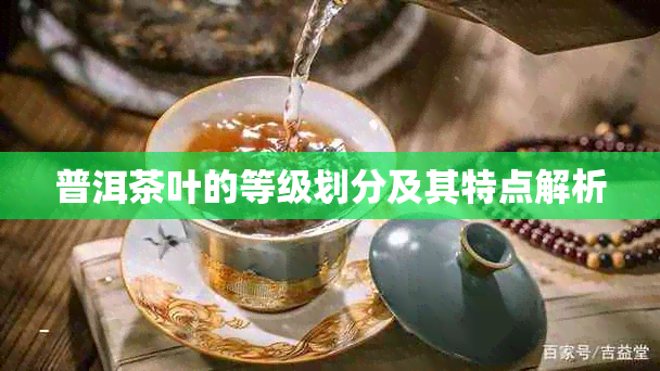 普洱茶叶的等级划分及其特点解析