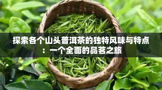 探索各个山头普洱茶的独特风味与特点：一个全面的品茗之旅