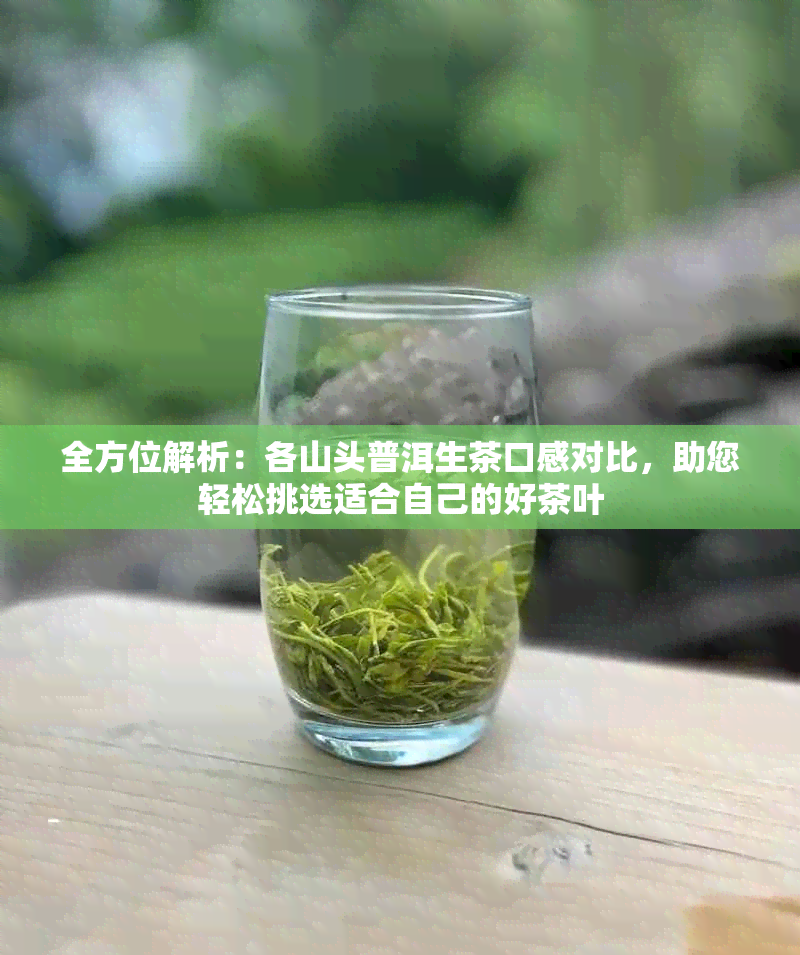 全方位解析：各山头普洱生茶口感对比，助您轻松挑选适合自己的好茶叶