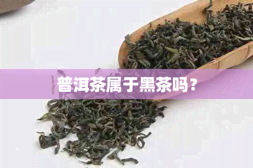 普洱茶属于黑茶吗？