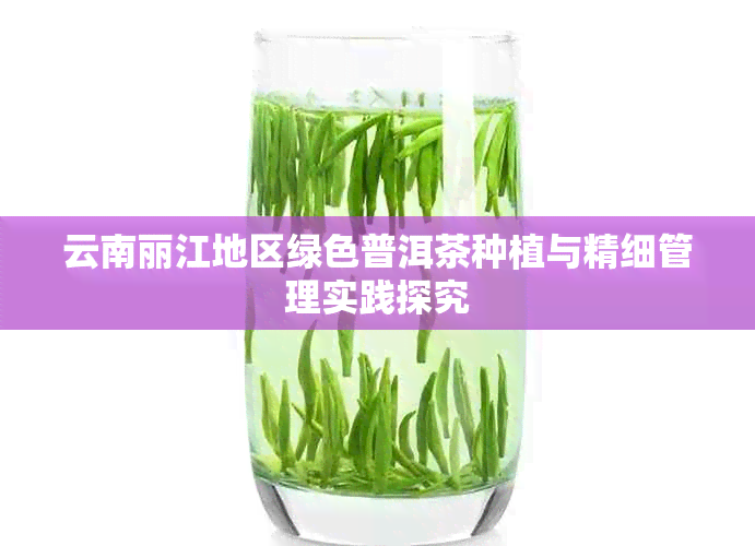 云南丽江地区绿色普洱茶种植与精细管理实践探究