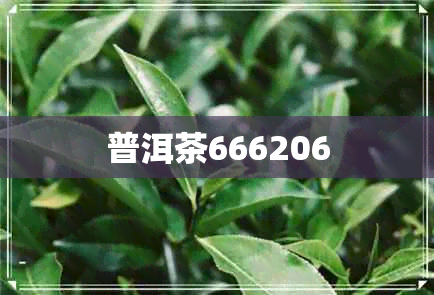 普洱茶666206