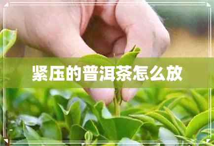 紧压的普洱茶怎么放