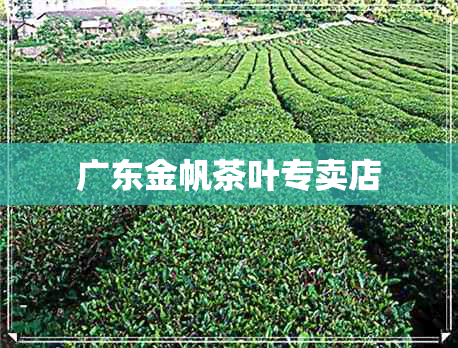 广东金帆茶叶专卖店