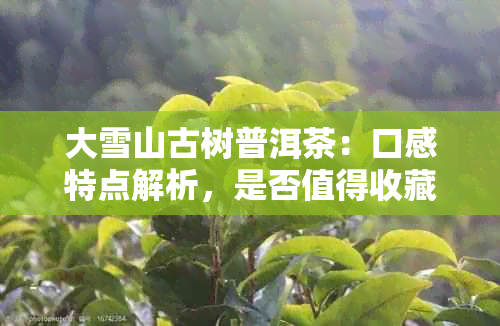 大雪山古树普洱茶：口感特点解析，是否值得收藏？