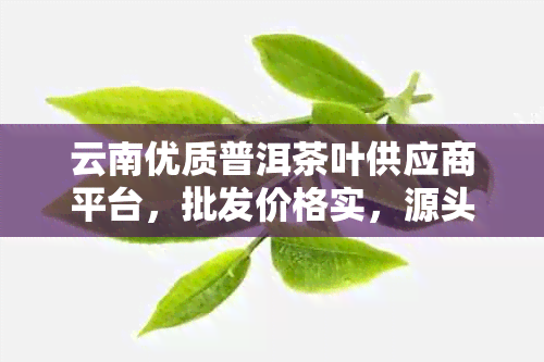 云南优质普洱茶叶供应商平台，批发价格实，源头厂家直供