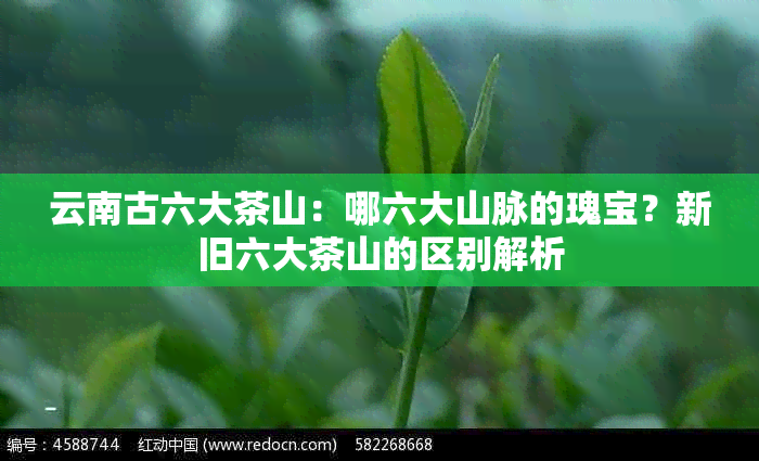 云南古六大茶山：哪六大山脉的瑰宝？新旧六大茶山的区别解析