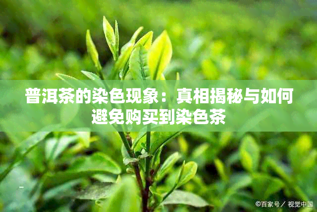 普洱茶的染色现象：真相揭秘与如何避免购买到染色茶